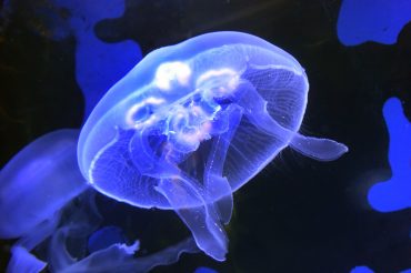 Eine Qualle im Nordsee Aquarium Borkum